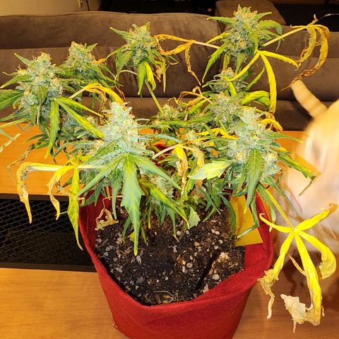 Peyote Wi-Fi growlog timeline photo