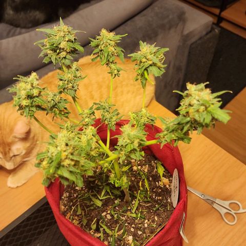 Peyote Wi-Fi growlog timeline photo