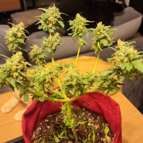 Peyote Wi-Fi growlog timeline photo