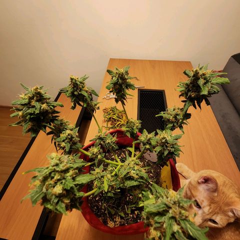 Peyote Wi-Fi growlog timeline photo