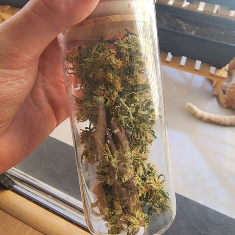 Peyote Wi-Fi growlog photo: Hora da cura