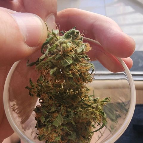 Peyote Wi-Fi growlog timeline photo