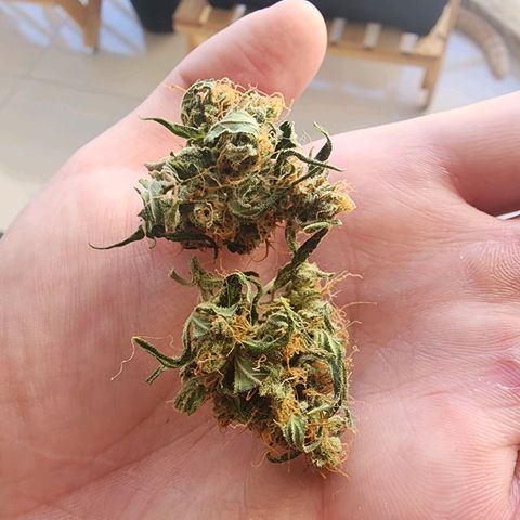 Peyote Wi-Fi growlog timeline photo