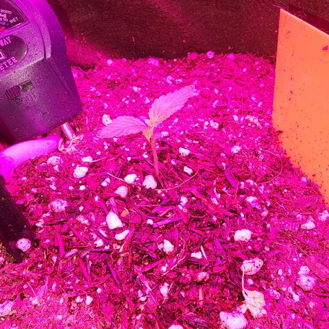 Gorilla Gold growlog timeline photo