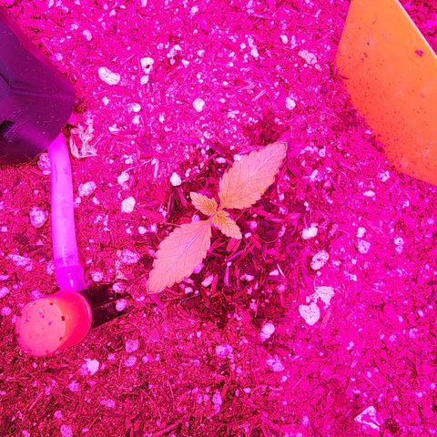 Gorilla Gold growlog timeline photo