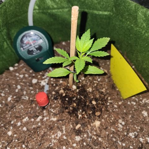 Gorilla Gold growlog timeline photo