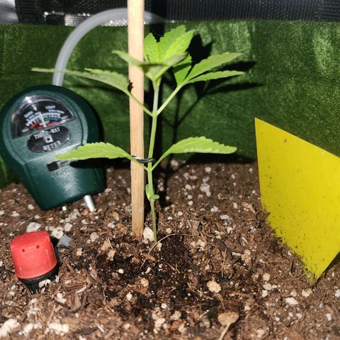 Gorilla Gold growlog timeline photo