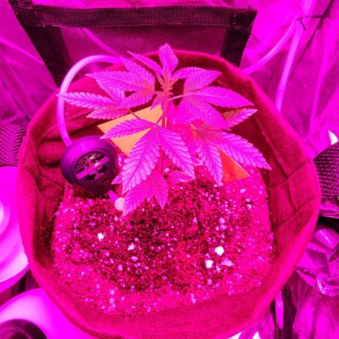 Gorilla Gold growlog timeline photo