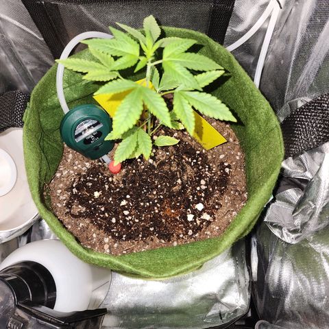 Gorilla Gold growlog timeline photo