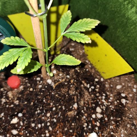 Gorilla Gold growlog photo: Folhas de baixo amarelando da ponta pro centro, suspeita de PH ou problema de nutrientes, ja comorei esterco e uma terra melhor