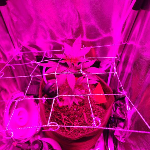 Gorilla Gold growlog timeline photo