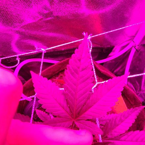 Gorilla Gold growlog timeline photo
