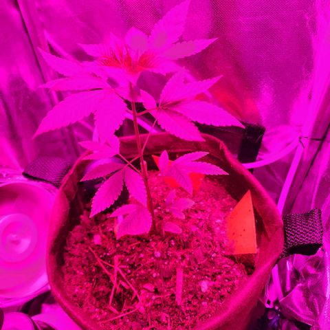 Gorilla Gold growlog timeline photo