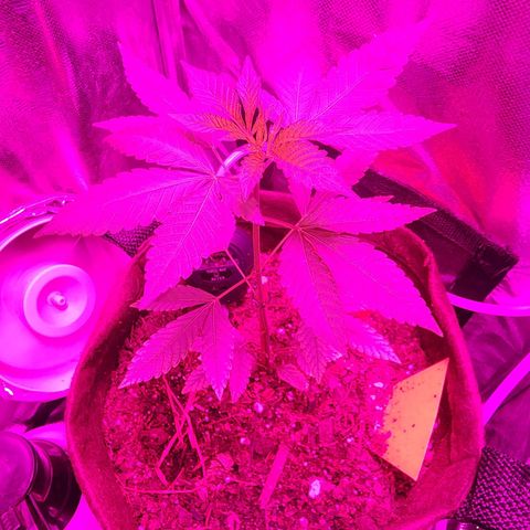 Gorilla Gold growlog timeline photo