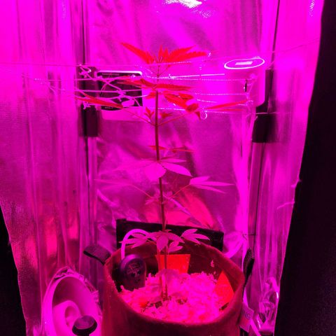 Gorilla Gold growlog timeline photo