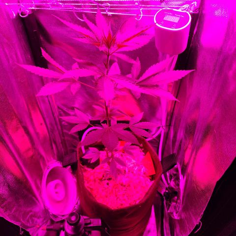 Gorilla Gold growlog timeline photo