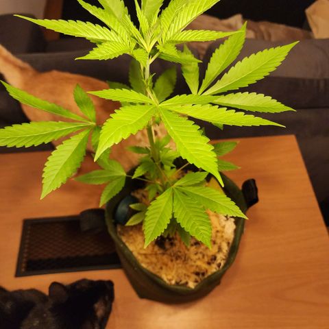 Gorilla Gold growlog timeline photo
