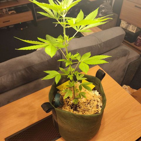 Gorilla Gold growlog timeline photo