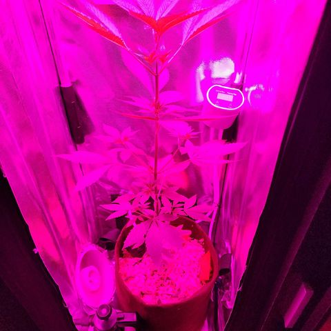 Gorilla Gold growlog timeline photo