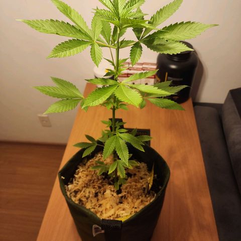 Gorilla Gold growlog timeline photo