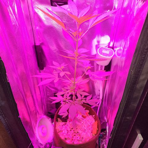Gorilla Gold growlog timeline photo