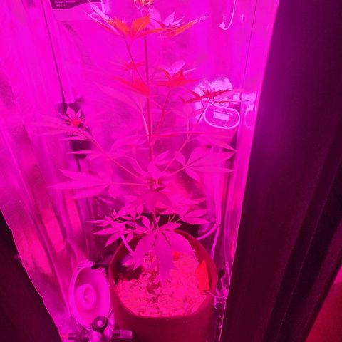 Gorilla Gold growlog timeline photo