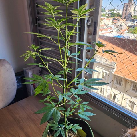 Gorilla Gold growlog timeline photo