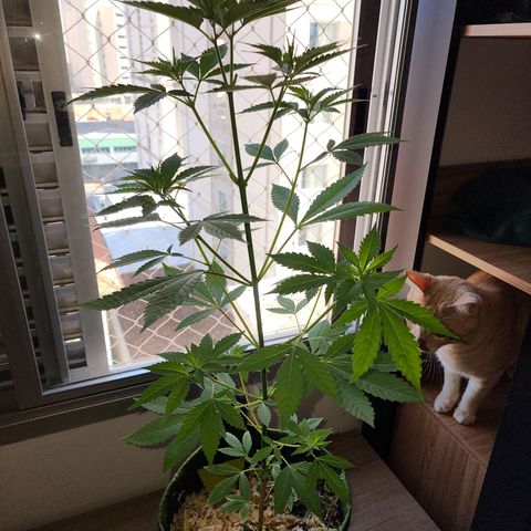 Gorilla Gold growlog timeline photo