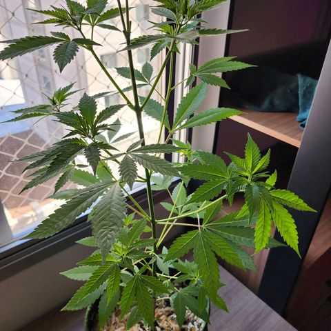 Gorilla Gold growlog timeline photo