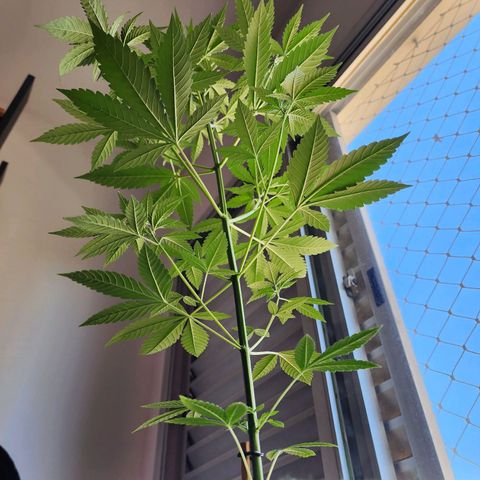 Gorilla Gold growlog timeline photo