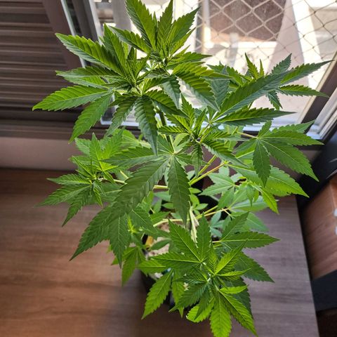 Gorilla Gold growlog timeline photo