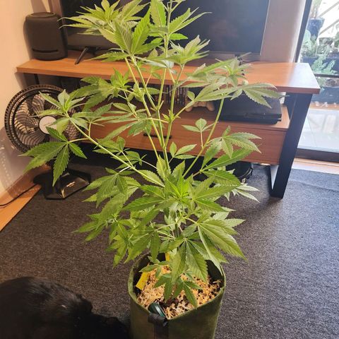 Gorilla Gold growlog timeline photo