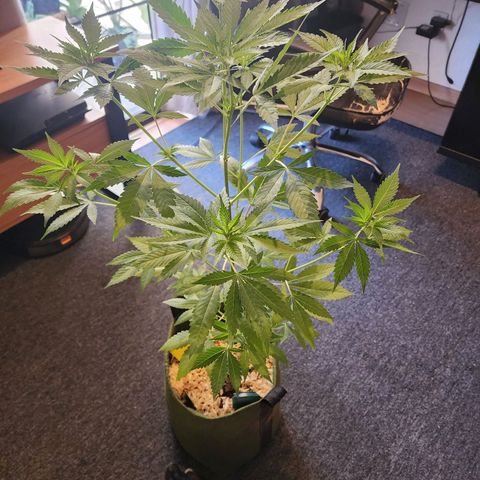 Gorilla Gold growlog timeline photo