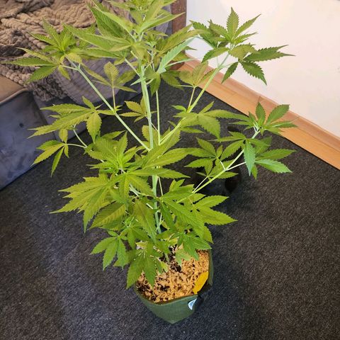 Gorilla Gold growlog timeline photo
