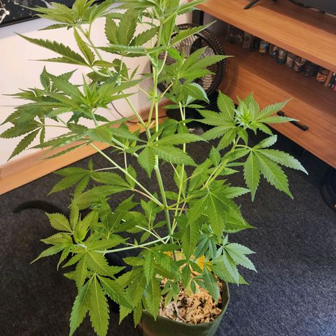 Gorilla Gold growlog timeline photo