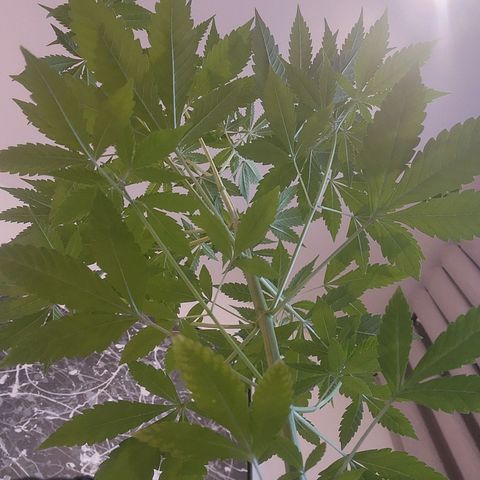 Gorilla Gold growlog timeline photo