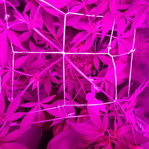 Gorilla Gold growlog timeline photo