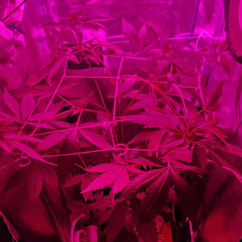Gorilla Gold growlog timeline photo