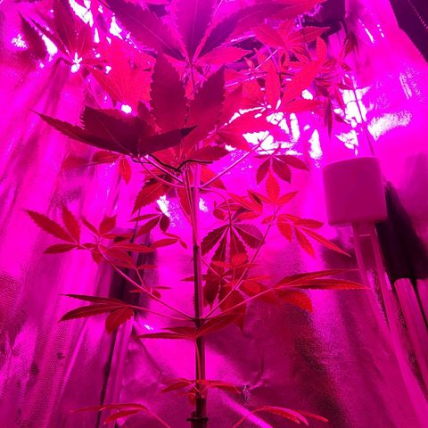Gorilla Gold growlog timeline photo