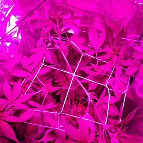 Gorilla Gold growlog timeline photo