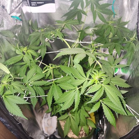 Gorilla Gold growlog photo: Inicio da floração 