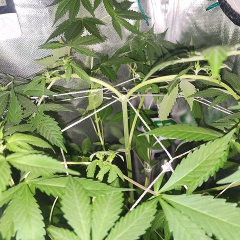 Gorilla Gold growlog timeline photo