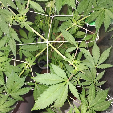 Gorilla Gold growlog timeline photo