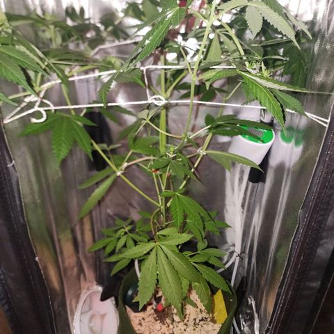 Gorilla Gold growlog timeline photo