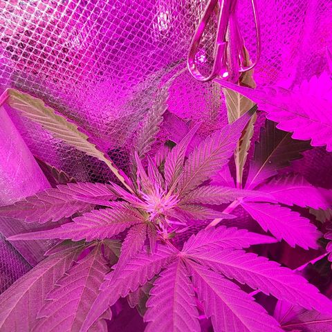 Gorilla Gold growlog photo: Primeiras flores