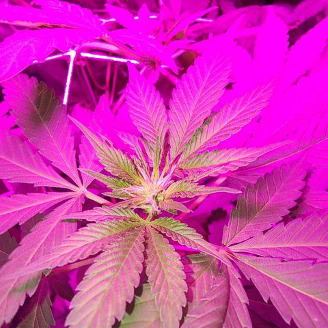 Gorilla Gold growlog timeline photo