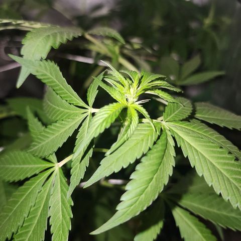 Gorilla Gold growlog timeline photo