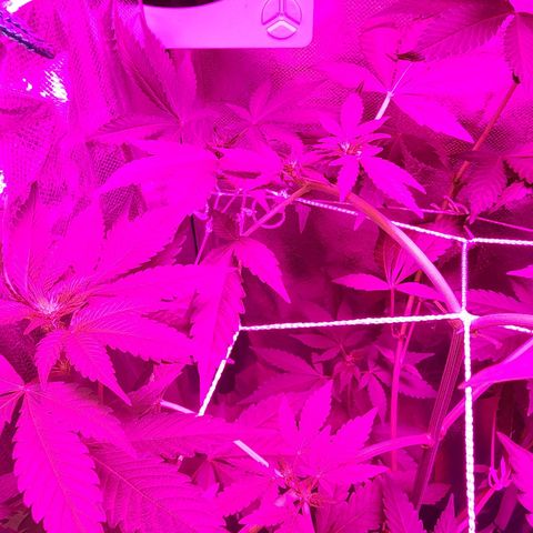 Gorilla Gold growlog timeline photo