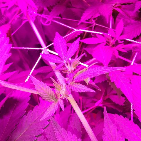 Gorilla Gold growlog timeline photo