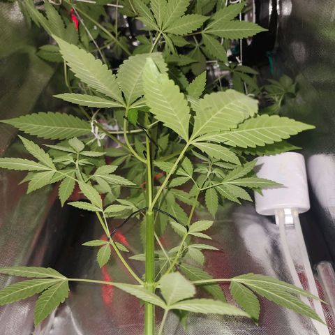 Gorilla Gold growlog timeline photo